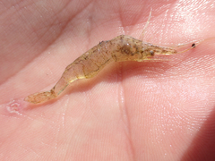 Palaemon kadiakensis