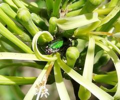 Leucocelis aeneicollis