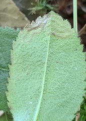 Phytomyza crassiseta