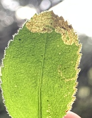 Phytomyza crassiseta
