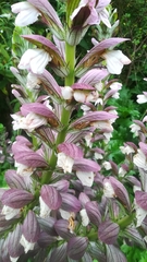 Acanthus spinosus