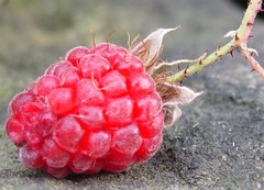 Rubus × loganobaccus