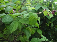 Rubus × loganobaccus