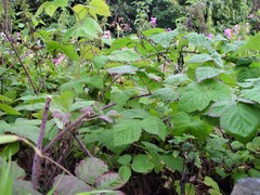 Rubus × loganobaccus