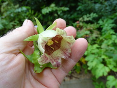 Codonopsis ussuriensis