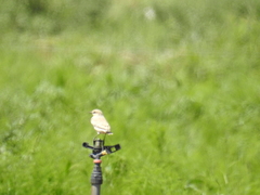 Oenanthe isabellina