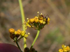 Lichtensteinia lacera