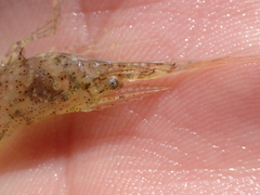 Palaemon kadiakensis