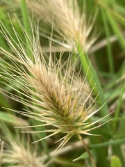 Hordeum marinum