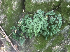 Adiantum atroviride