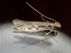 Tinea pallescentella