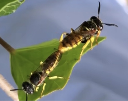European beewolf, Kapelstraat, Liempde, 北勃拉邦特省, NL, photo 9 of 10