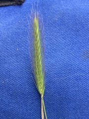 Hordeum secalinum
