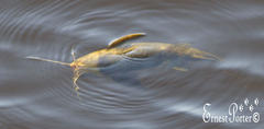Blackspotted Squeaker photo 2