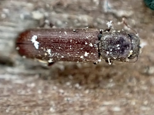 Powderpost beetle