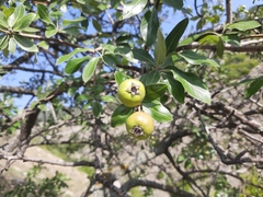 Pyrus elaeagrifolia