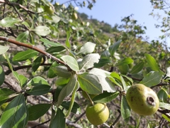Pyrus elaeagrifolia