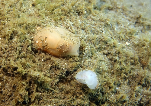 Lobe Shell, photo 4 of 10