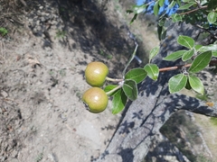 Pyrus elaeagrifolia