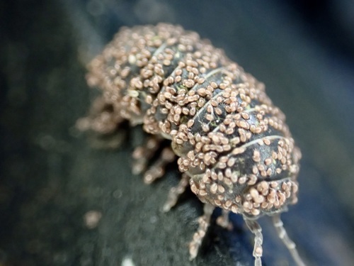 Common pill bug