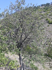 Pyrus elaeagrifolia