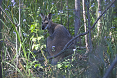 Notamacropus rufogriseus