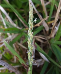 Stenotaphrum dimidiatum