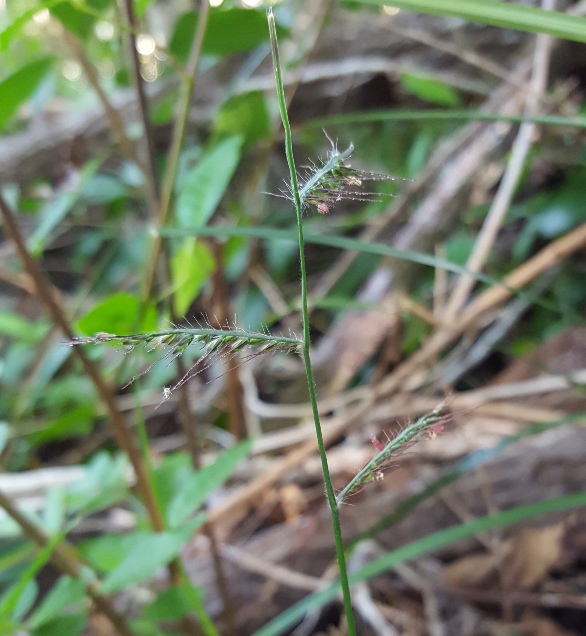 (c) François Rousseu, certains droits réservés (CC BY-NC) https://www.inaturalist.org/observations/92889566