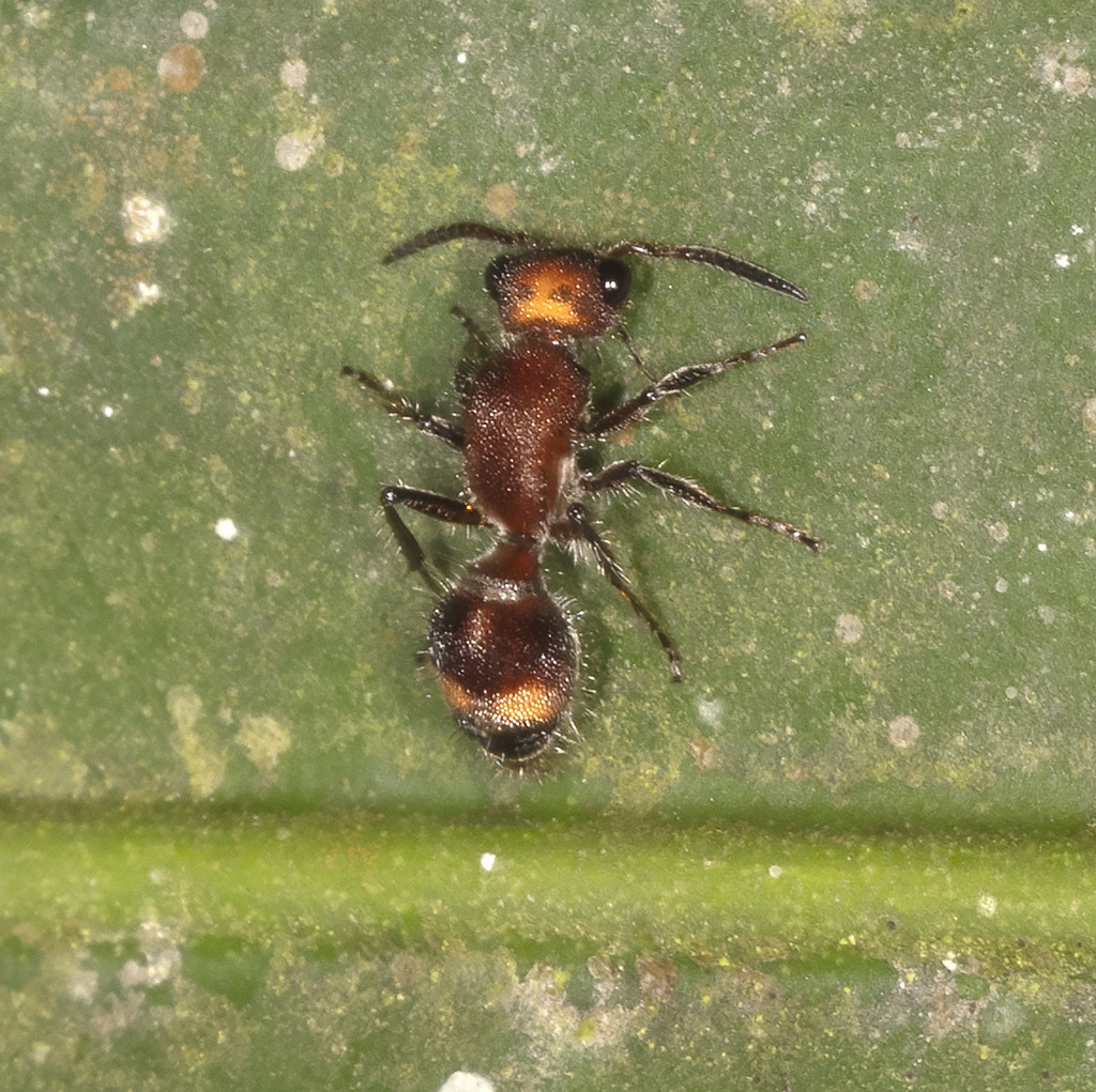 Lophostigma
