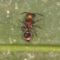 Lophostigma