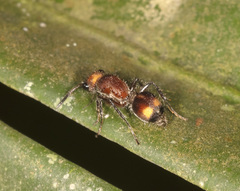 Lophostigma