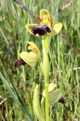 Ophrys vasconica
