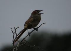 Sphenoeacus afer afer