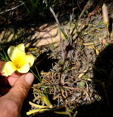 Romulea pearsonii