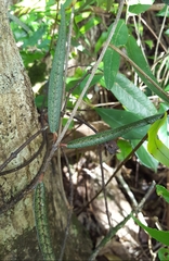 Trichosandra borbonica