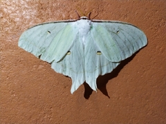 Actias artemis