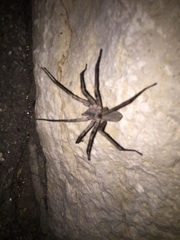 Ctenus valverdiensis