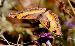 Precis ceryne ceryne