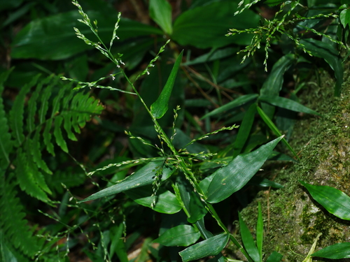Image of Ichnanthus pallens by (c) Jacy Chen, some rights reserved (CC BY)