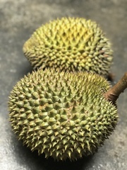 Durio zibethinus