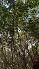 Olea lancea