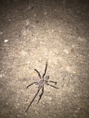 Ctenus valverdiensis