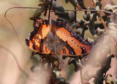 Precis ceryne ceryne