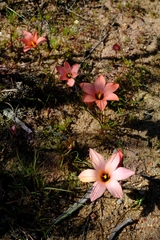 Romulea namaquensis