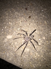 Ctenus valverdiensis