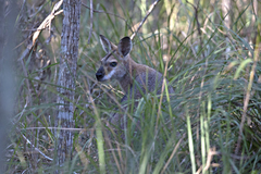 Notamacropus rufogriseus