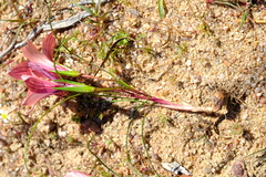 Romulea namaquensis