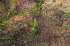 Psoralea imbricata