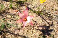 Romulea namaquensis
