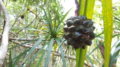 Pandanus sylvestris